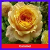Hoa Hồng Leo Vàng Cam Caramel Rose - Cây cảnh sân vườn, ban công, hương thơm, giảm 20% 95.000₫