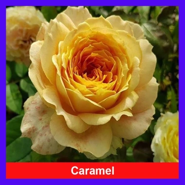 Hoa Hồng Leo Vàng Cam Caramel Rose - Cây cảnh sân vườn, ban công, hương thơm, giảm 20% 95.000₫