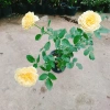 Hoa Hồng Leo Vàng Cam Caramel Rose - Cây cảnh sân vườn, ban công, hương thơm, giảm 20% 95.000₫ 2