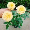 Hoa Hồng Leo Vàng Cam Caramel Rose - Cây cảnh sân vườn, ban công, hương thơm, giảm 20% 95.000₫ 3