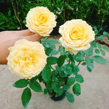 Hoa Hồng Leo Vàng Cam Caramel Rose - Cây cảnh sân vườn, ban công, hương thơm, giảm 20% 95.000₫