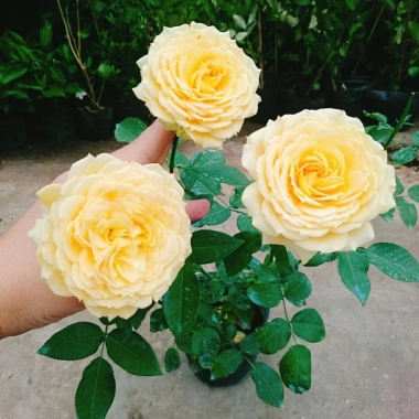 Hoa Hồng Leo Vàng Cam Caramel Rose - Cây cảnh sân vườn, ban công, hương thơm, giảm 20% 95.000₫
