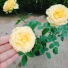 Hoa Hồng Leo Vàng Cam Caramel Rose - Cây cảnh sân vườn, ban công, hương thơm, giảm 20% 95.000₫ 5