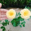 Hoa Hồng Leo Vàng Cam Caramel Rose - Cây cảnh sân vườn, ban công, hương thơm, giảm 20% 95.000₫ 6