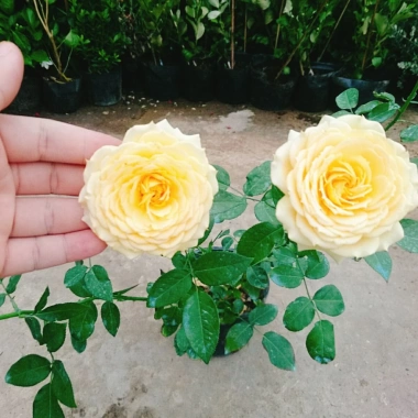 Hoa Hồng Leo Vàng Cam Caramel Rose - Cây cảnh sân vườn, ban công, hương thơm, giảm 20% 95.000₫
