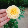 Hoa Hồng Leo Vàng Cam Caramel Rose - Cây cảnh sân vườn, ban công, hương thơm, giảm 20% 95.000₫ 7