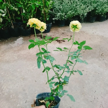 Hoa Hồng Leo Vàng Cam Caramel Rose - Cây cảnh sân vườn, ban công, hương thơm, giảm 20% 95.000₫