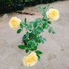 Hoa Hồng Leo Vàng Cam Caramel Rose - Cây cảnh sân vườn, ban công, hương thơm, giảm 20% 95.000₫ 9