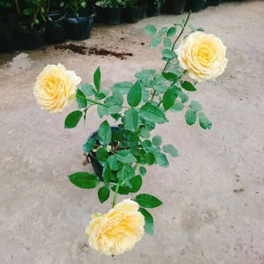 Hoa Hồng Leo Vàng Cam Caramel Rose - Cây cảnh sân vườn, ban công, hương thơm, giảm 20% 95.000₫