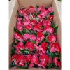 Hoa hồng môn đỏ chậu đẹp - Thu hút năng lượng tích cực, tài lộc, cân bằng không gian - Giá 150k giảm còn 120k 2
