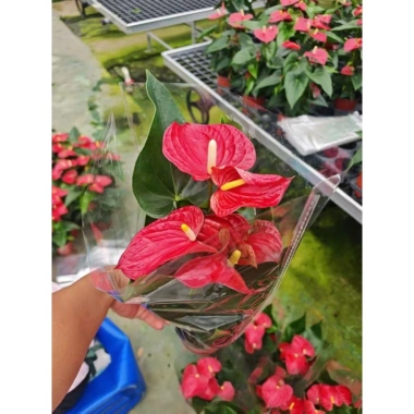 Hoa hồng môn đỏ chậu đẹp - Thu hút năng lượng tích cực, tài lộc, cân bằng không gian - Giá 150k giảm còn 120k