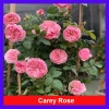 Hoa hồng ngoại Carey nguyên bản bông to siêu thơm - Cây cảnh sân vườn, giảm còn 86.000đ