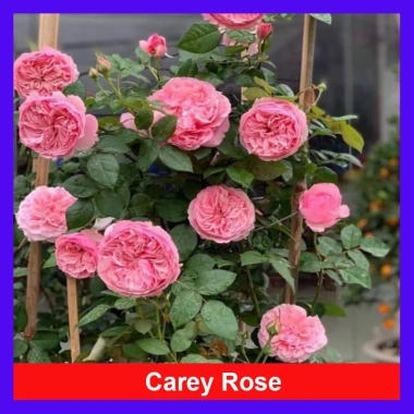 Hoa hồng ngoại Carey nguyên bản bông to siêu thơm - Cây cảnh sân vườn, giảm còn 86.000đ