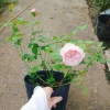 Hoa hồng ngoại Carey nguyên bản bông to siêu thơm - Cây cảnh sân vườn, giảm còn 86.000đ 2