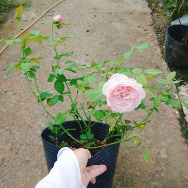 Hoa hồng ngoại Carey nguyên bản bông to siêu thơm - Cây cảnh sân vườn, giảm còn 86.000đ
