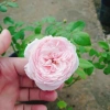 Hoa hồng ngoại Carey nguyên bản bông to siêu thơm - Cây cảnh sân vườn, giảm còn 86.000đ 3