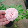 Hoa hồng ngoại Carey nguyên bản bông to siêu thơm - Cây cảnh sân vườn, giảm còn 86.000đ 4