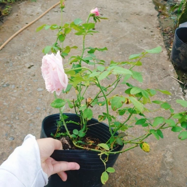 Hoa hồng ngoại Carey nguyên bản bông to siêu thơm - Cây cảnh sân vườn, giảm còn 86.000đ