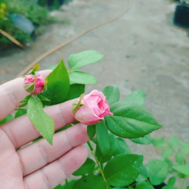 Hoa hồng ngoại Carey nguyên bản bông to siêu thơm - Cây cảnh sân vườn, giảm còn 86.000đ