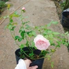 Hoa hồng ngoại Carey nguyên bản bông to siêu thơm - Cây cảnh sân vườn, giảm còn 86.000đ 7