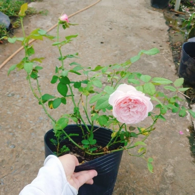 Hoa hồng ngoại Carey nguyên bản bông to siêu thơm - Cây cảnh sân vườn, giảm còn 86.000đ