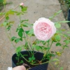 Hoa hồng ngoại Carey nguyên bản bông to siêu thơm - Cây cảnh sân vườn, giảm còn 86.000đ 9