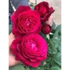 Hoa hồng Ngoại Janice Kellogg SIÊU HOT 2.021 - Đỏ quyến rũ, giá chỉ 80.000đ 6
