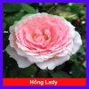 Hoa Hồng Ngoại Lady Heirloom - Cây cảnh sân vườn, bụi hồng dịu nhẹ, 86.000đ