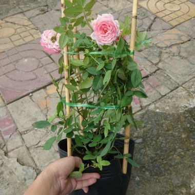 Hoa Hồng Ngoại Lady Heirloom - Cây cảnh sân vườn, bụi hồng dịu nhẹ, 86.000đ 2