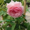 Hoa Hồng Ngoại Lady Heirloom - Cây cảnh sân vườn, bụi hồng dịu nhẹ, 86.000đ 3