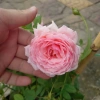 Hoa Hồng Ngoại Lady Heirloom - Cây cảnh sân vườn, bụi hồng dịu nhẹ, 86.000đ 4