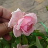 Hoa Hồng Ngoại Lady Heirloom - Cây cảnh sân vườn, bụi hồng dịu nhẹ, 86.000đ 5