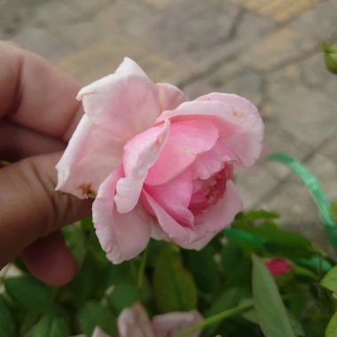 Hoa Hồng Ngoại Lady Heirloom - Cây cảnh sân vườn, bụi hồng dịu nhẹ, 86.000đ 5
