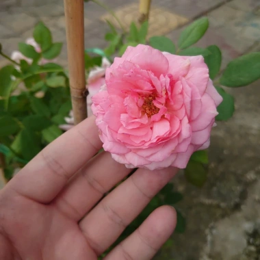 Hoa Hồng Ngoại Lady Heirloom - Cây cảnh sân vườn, bụi hồng dịu nhẹ, 86.000đ 6