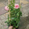 Hoa Hồng Ngoại Lady Heirloom - Cây cảnh sân vườn, bụi hồng dịu nhẹ, 86.000đ 7