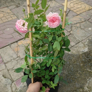 Hoa Hồng Ngoại Lady Heirloom - Cây cảnh sân vườn, bụi hồng dịu nhẹ, 86.000đ 7
