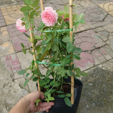 Hoa Hồng Ngoại Lady Heirloom - Cây cảnh sân vườn, bụi hồng dịu nhẹ, 86.000đ 8