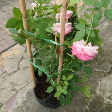 Hoa Hồng Ngoại Lady Heirloom - Cây cảnh sân vườn, bụi hồng dịu nhẹ, 86.000đ 9