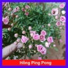 Hoa hồng ngoại mini pingpong siêu đẹp, hoa nhỏ siêu nụ hot, chỉ 98.000₫