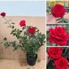 Hoa Hồng Ngoại Red Intuition Đỏ Sọc Đột Biến Siêu Độc - Giá 75.000₫