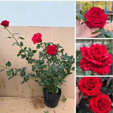 Hoa Hồng Ngoại Red Intuition Đỏ Sọc Đột Biến Siêu Độc - Giá 75.000₫