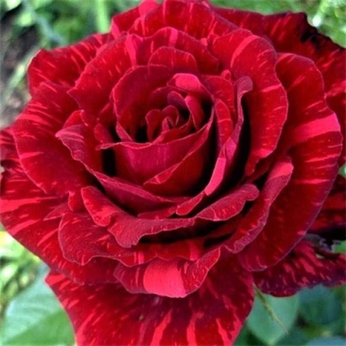 Hoa Hồng Ngoại Red Intuition Đỏ Sọc Đột Biến Siêu Độc - Giá 75.000₫ 2 Hoa Hồng Ngoại Red Intuition Đỏ Sọc Đột Biến Siêu Độc - Giá 75.000₫ 2