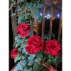 Hoa Hồng Ngoại Red Intuition Đỏ Sọc Đột Biến Siêu Độc - Giá 75.000₫ 4
