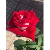 Hoa hồng ngoại Tree Monica Rose bông to - Siêu đẹp, giảm giá 240k chỉ 292.800đ