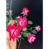Hoa hồng ngoại Tree Monica Rose bông to - Siêu đẹp, giảm giá 240k chỉ 292.800đ 2