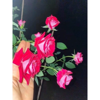 Hoa hồng ngoại Tree Monica Rose bông to - Siêu đẹp, giảm giá 240k chỉ 292.800đ 2 Hoa hồng ngoại Tree Monica Rose bông to - Siêu đẹp, giảm giá 240k chỉ 292.800đ 2