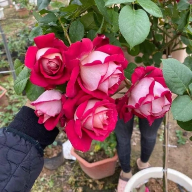 Hoa hồng ngoại Tree Monica Rose bông to - Siêu đẹp, giảm giá 240k chỉ 292.800đ 3 Hoa hồng ngoại Tree Monica Rose bông to - Siêu đẹp, giảm giá 240k chỉ 292.800đ 3