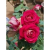 Hoa hồng ngoại Tree Monica Rose bông to - Siêu đẹp, giảm giá 240k chỉ 292.800đ 4