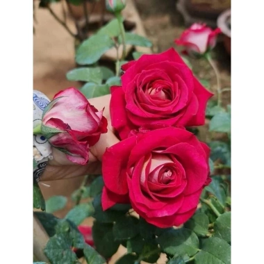 Hoa hồng ngoại Tree Monica Rose bông to - Siêu đẹp, giảm giá 240k chỉ 292.800đ