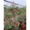 Hoa hồng ngoại Tree Monica Rose bông to - Siêu đẹp, giảm giá 240k chỉ 292.800đ 5